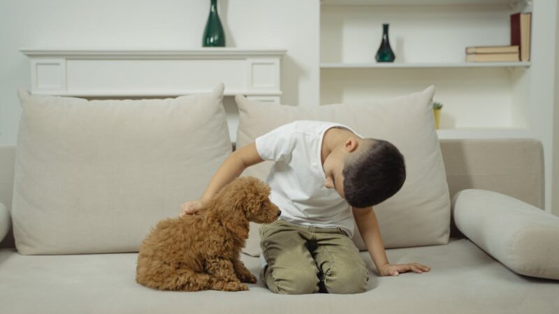 animal companie copil educatie financiara