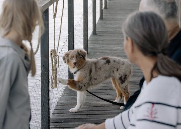 bunici anumal de companie