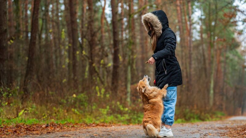 animal de companie avantaje